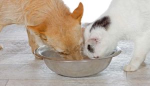 Dog and cat eating out of the same food bowl.